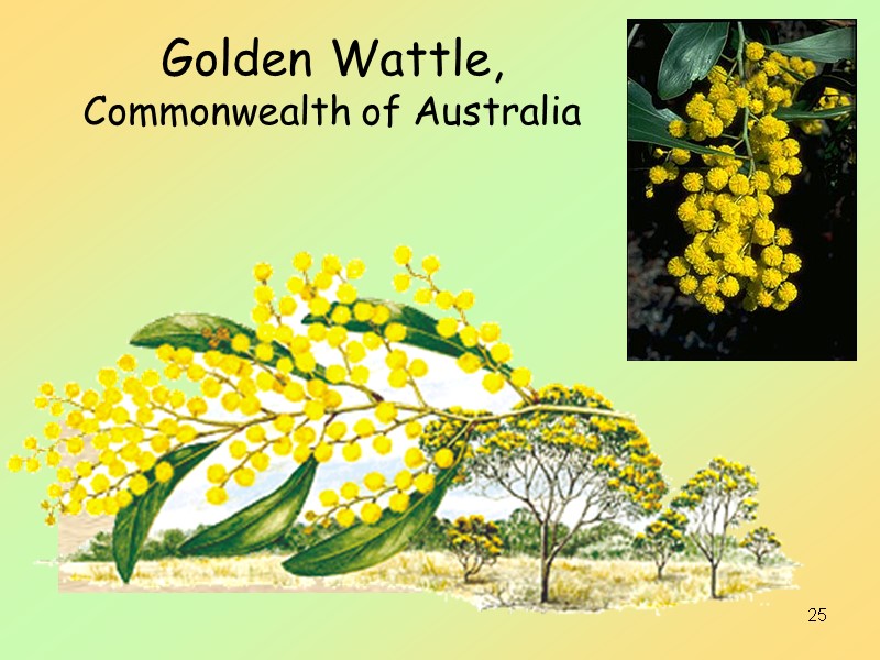 25 Golden Wattle,  Commonwealth of Australia